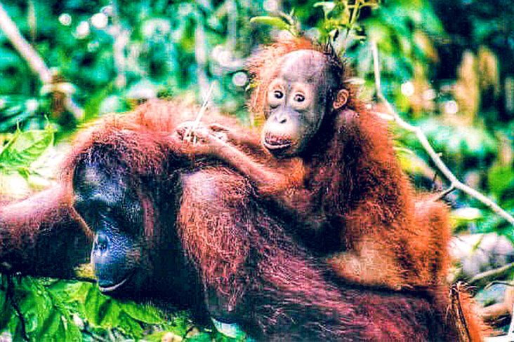 borneo orangutan tour Experience the Best of Bali and Java with Our Amazing Holiday Packages