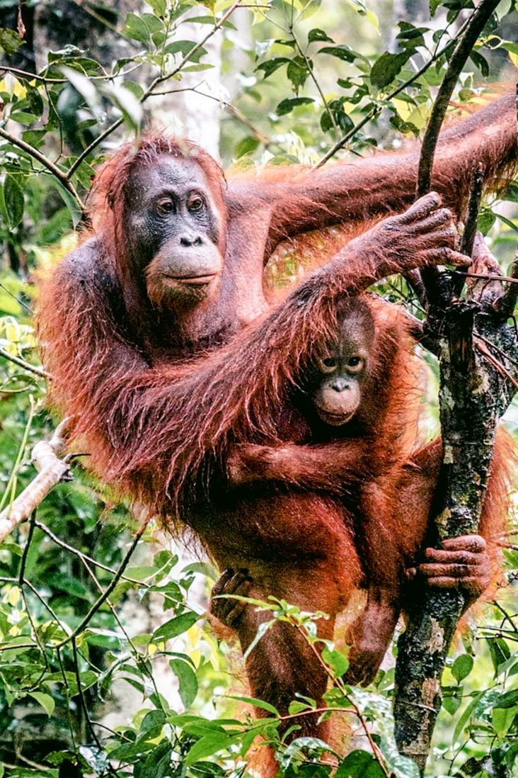 orangutan indonesia borneo Experience the Best of Bali and Java with Our Amazing Holiday Packages
