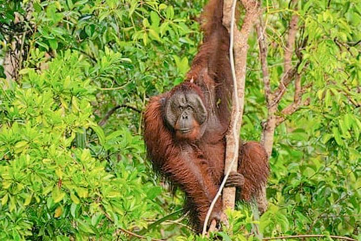 orangutan tanjung puting Experience the Best of Bali and Java with Our Amazing Holiday Packages