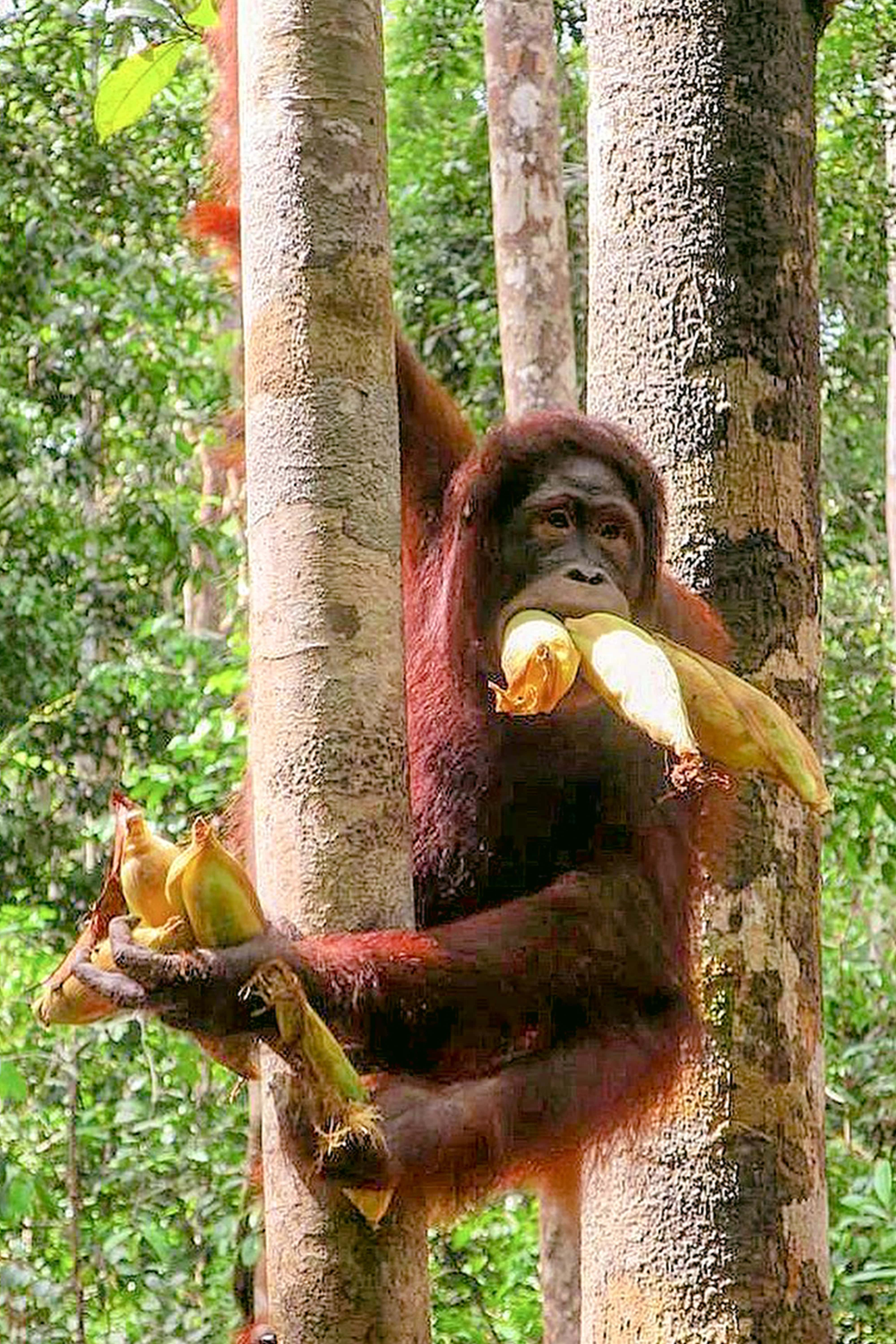Meet The Wild Borneo Orangutan