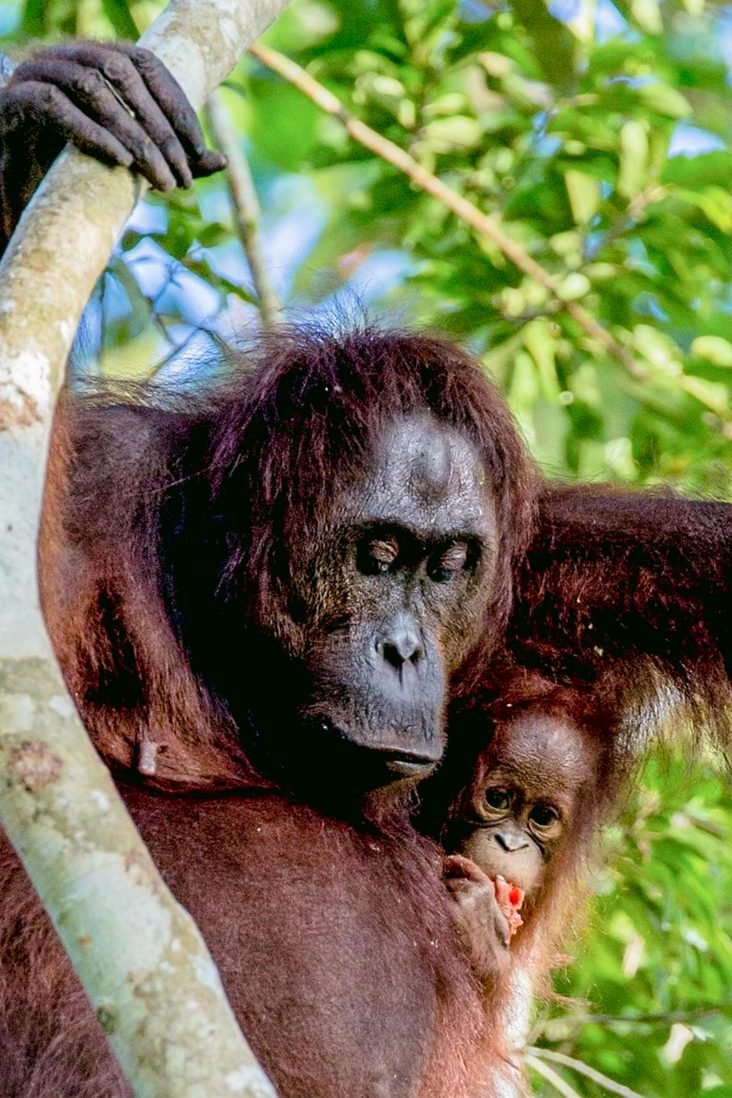 How Do You See Orangutan Indonesia Borneo