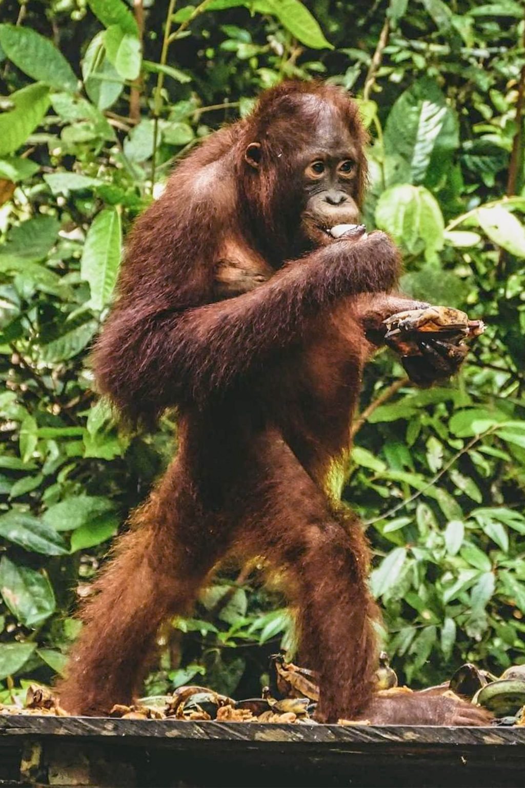 kalimantan orangutan tour