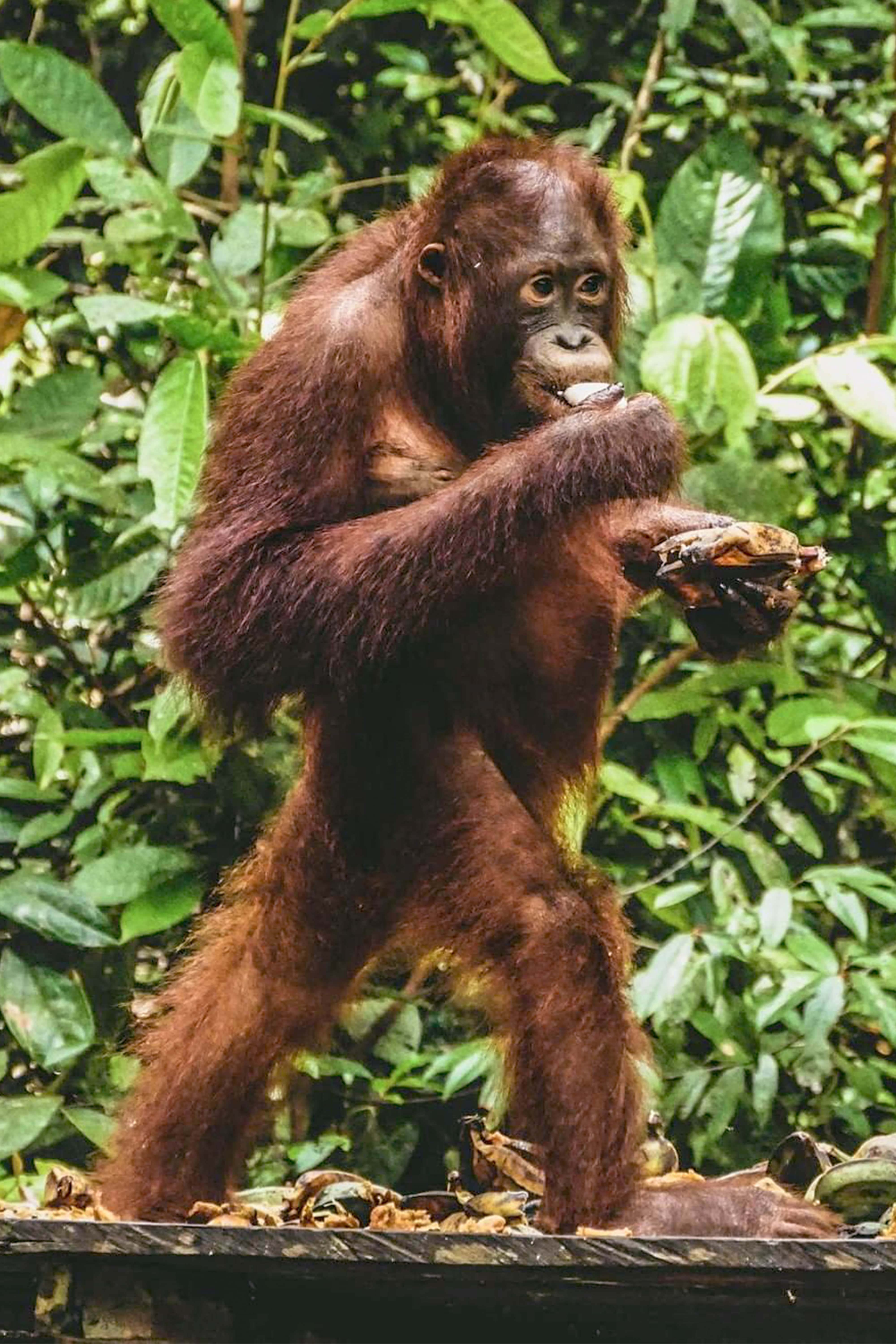 Various Advantages To Following The Orangutan Kalimantan Tour