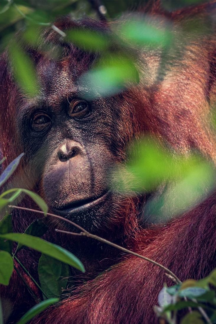 The Joys In Travelling To Tanjung Puting National Park