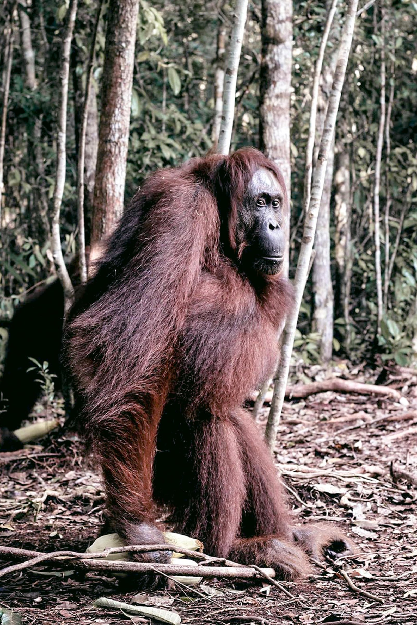 Exploring Orangutan Tanjung Puting National Park