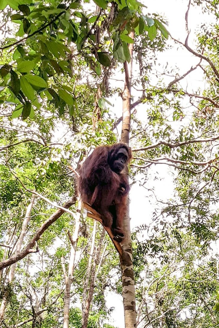 Wild Orangutan Tours : What To Know And Expect