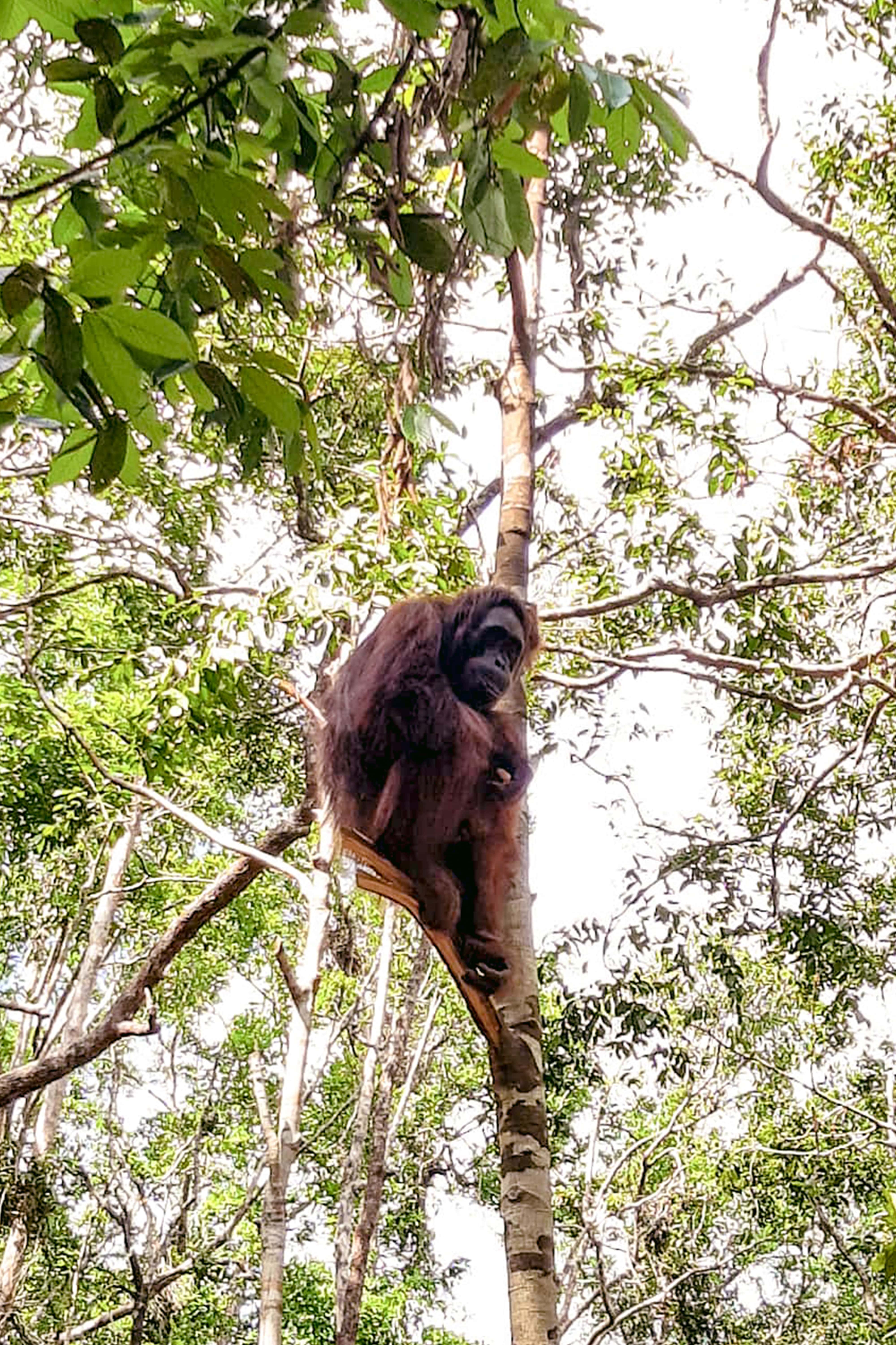  Wild Orangutan  Tours What To Know And Expect 