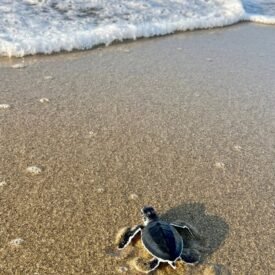 Sukamade Turtle Beach: A Hidden Eco-Tourism Gem In East Java