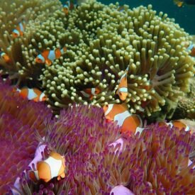 Yogyakarta Karimunjawa Malang Tumpak Sewu Bromo Ijen Bali For 10 Days 9 Nights: Discover The Ultimate Adventure