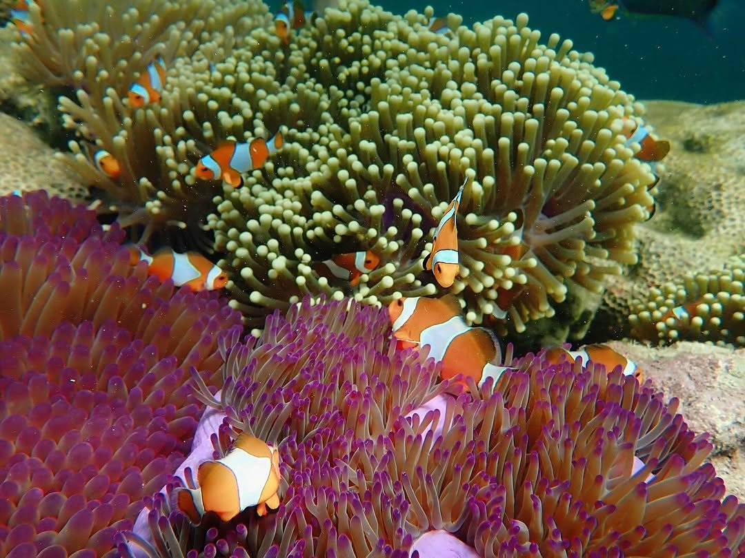 Yogyakarta Karimunjawa Malang Tumpak Sewu Bromo Ijen Bali For 10 Days 9 Nights: Discover The Ultimate Adventure